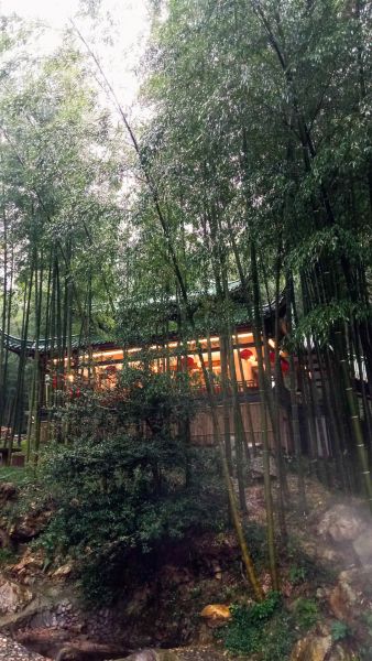 photograph: bamboo forest, a pagoda
